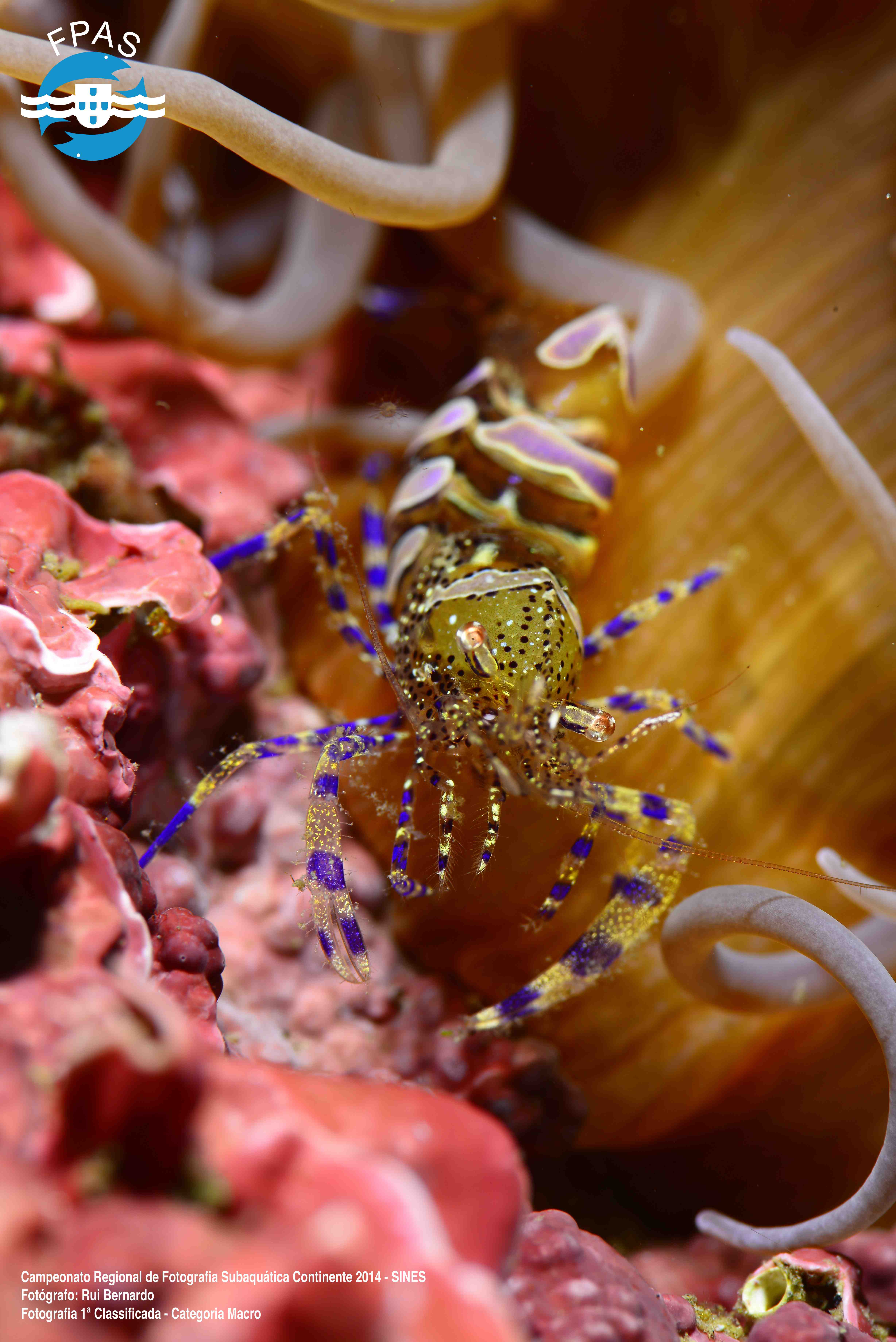 site_macro_1a
