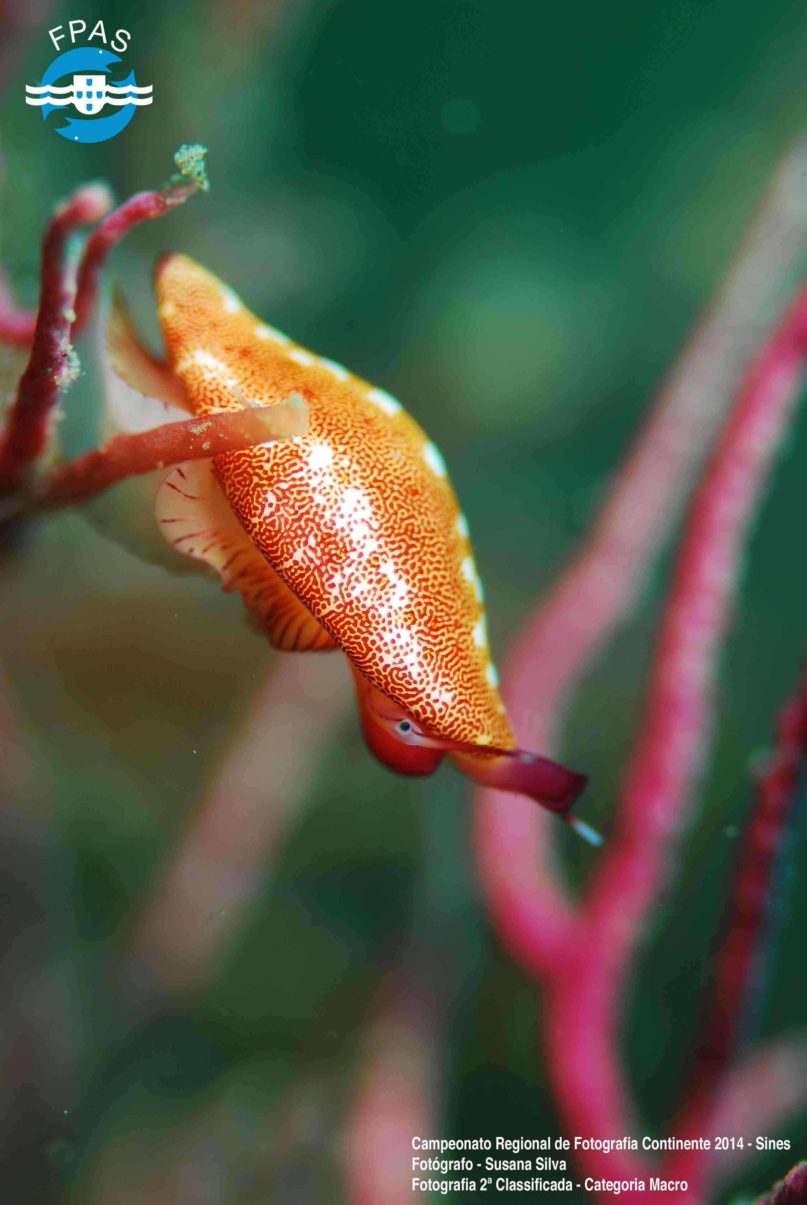 site_macro_2a