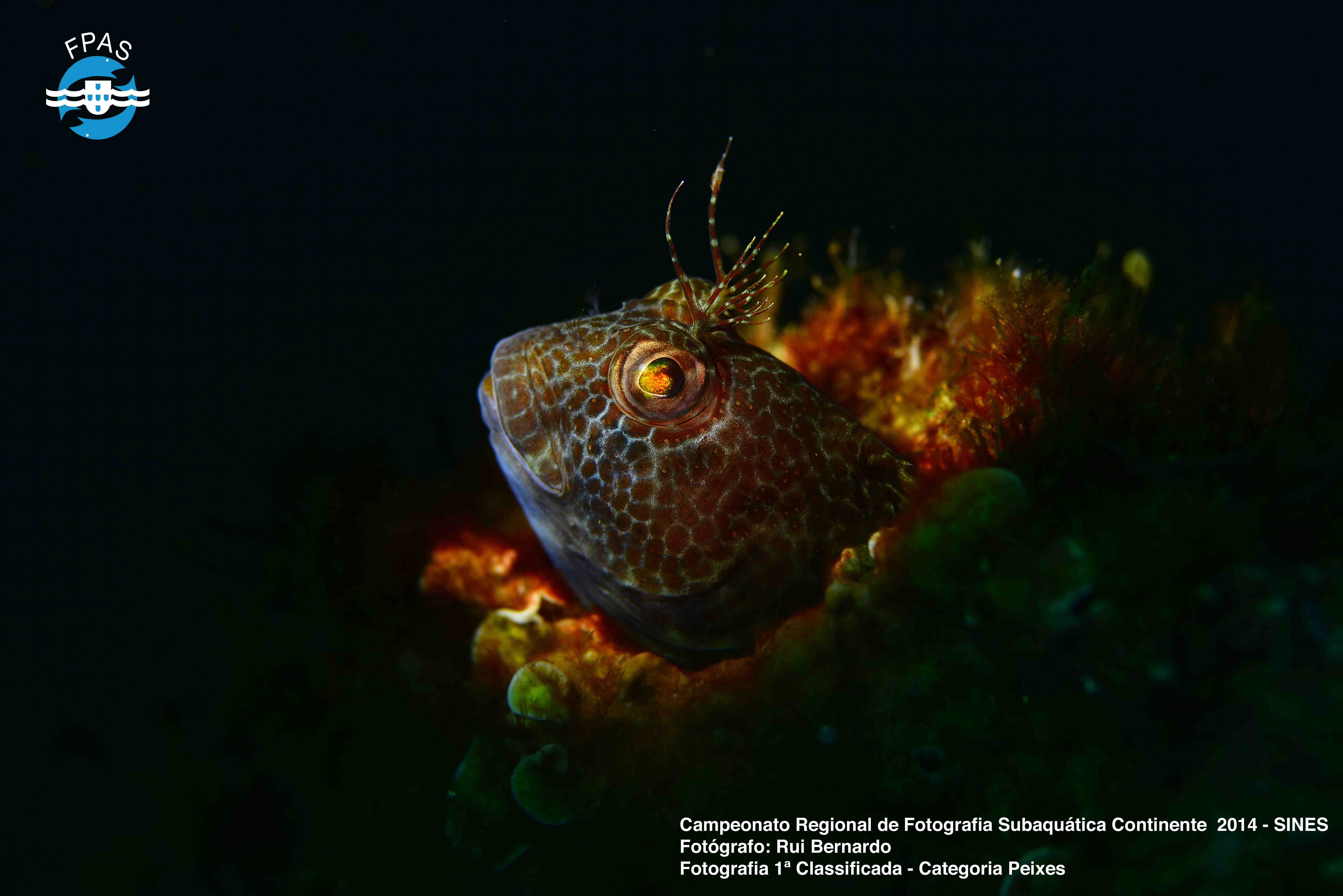 site_peixes_1a