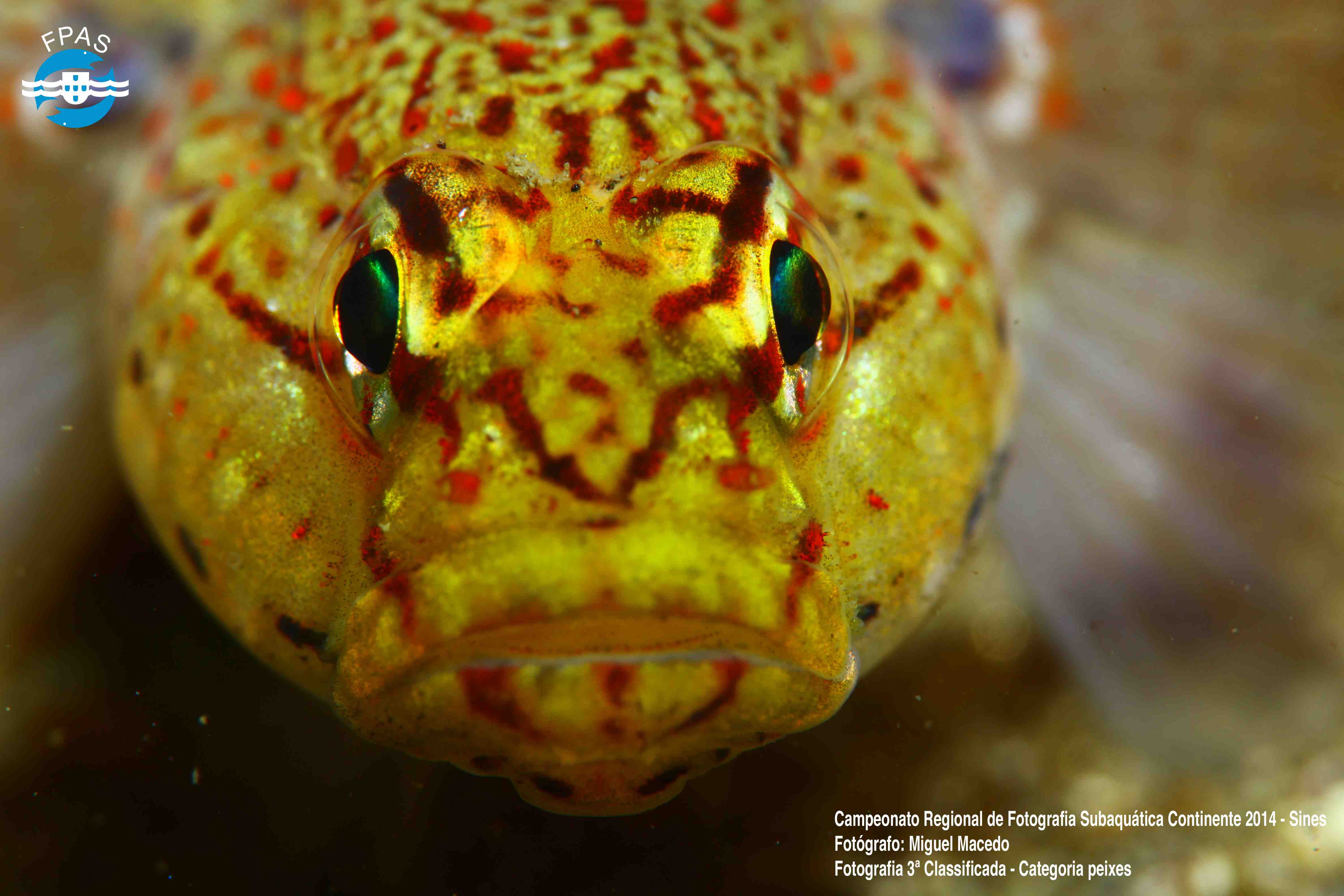 site_peixes_3a